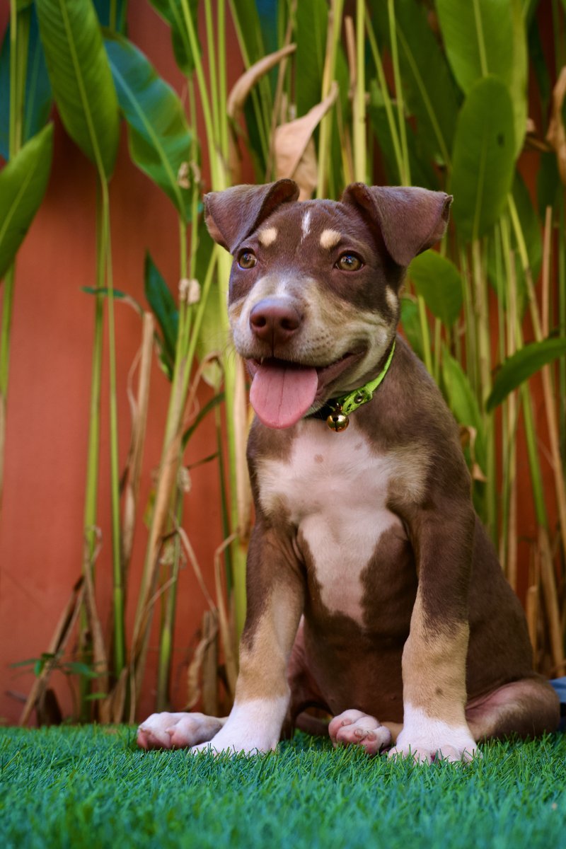 JT on grass with green collar and bell smiling