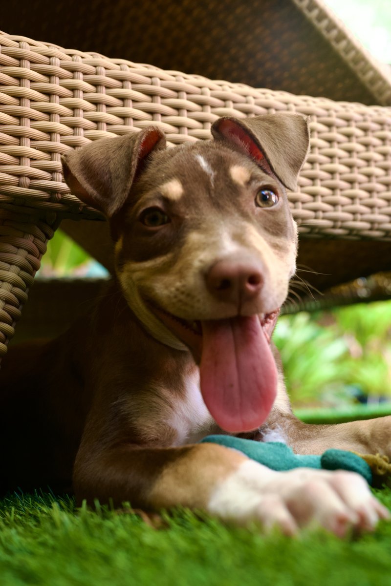 JT under wicker chair tongue out on grass