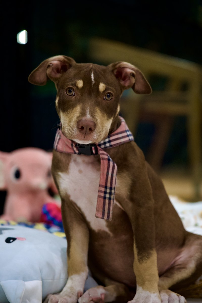 JT portrait close-up with plaid bandana