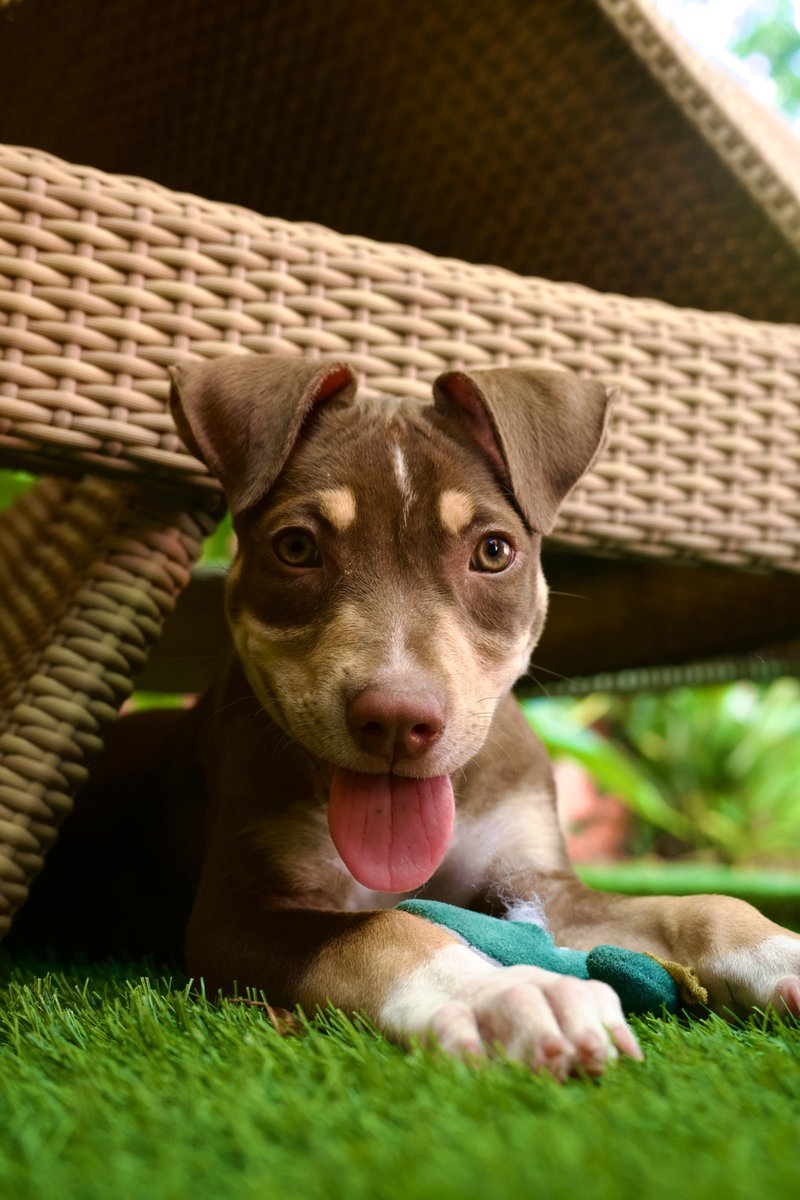 JT under wicker chair with adorable smile
