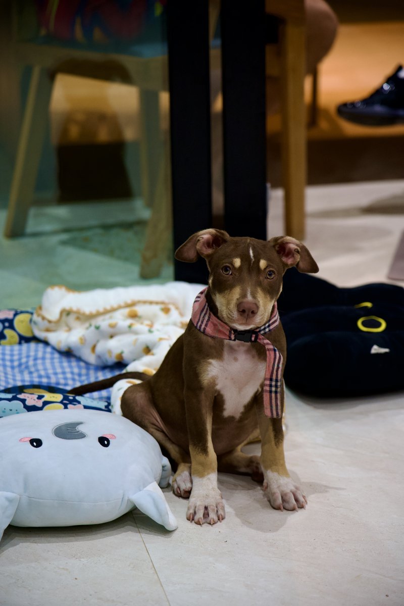 JT sitting with plaid bandana surrounded by toys