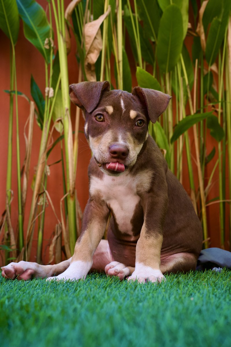 JT sitting on grass with banana plants licking lips
